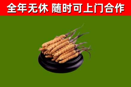 新野县回收冬虫夏草
